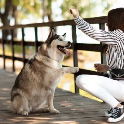 Mastering the Dog Jumping Competition Tips to Boost Performance