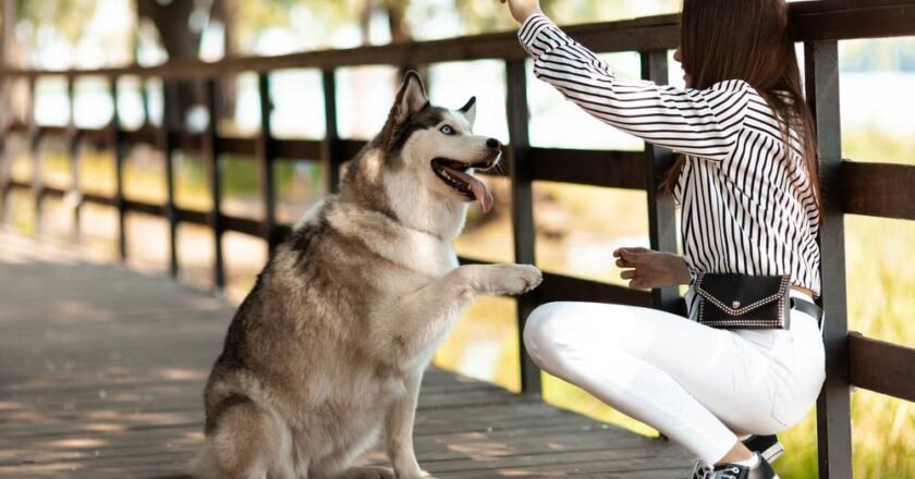 Mastering the Dog Jumping Competition Tips to Boost Performance